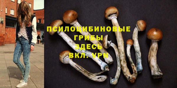 крисы Корсаков